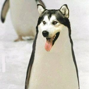 Meet your Posher, Chad